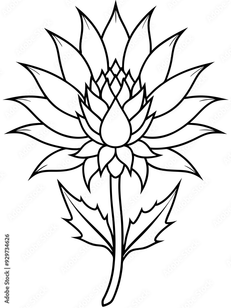 Fototapeta premium Eryngium flower line art