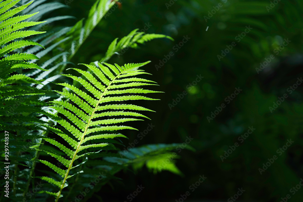 fern leaves in forest in sunshine. fern leaves in forest in sunshine.