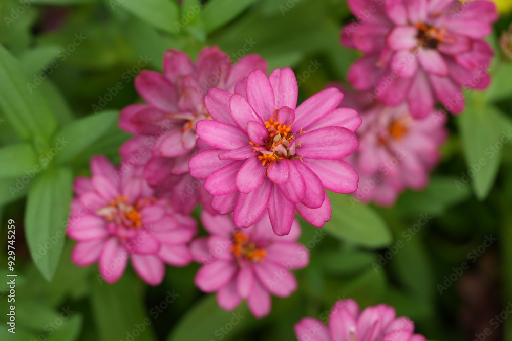 Obraz premium Dark pink flowers, green leaves for background image