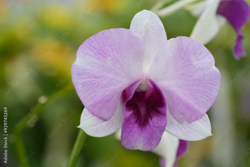 Purple orchid flower for background image Purple orchid flower for background image