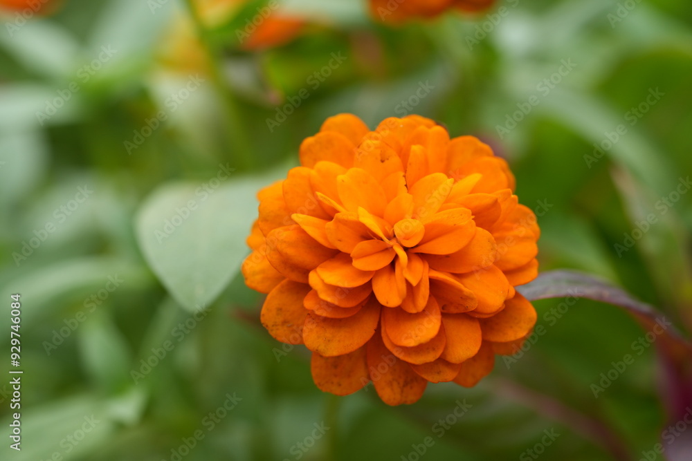 Orange flowers, green leaves for background image Orange flowers, green leaves for background image