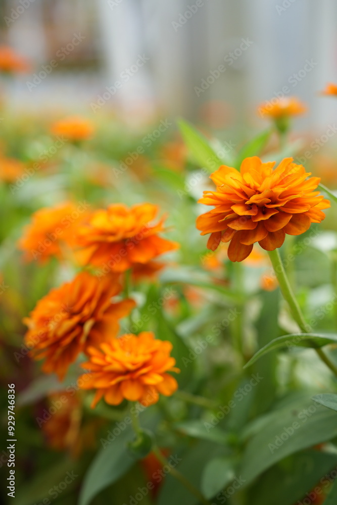 Fototapeta premium Orange flowers, green leaves for background image