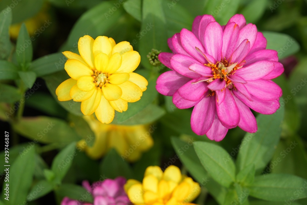 Yellow and pink flowers, green leaves for background image. Yellow and pink flowers, green leaves for background image.