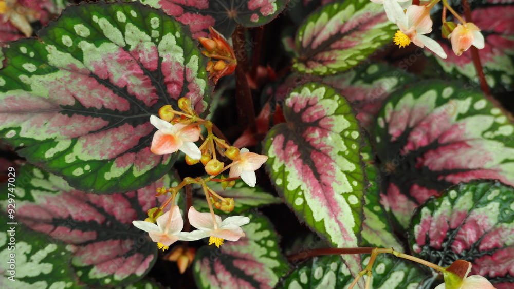 Top down view of a cluster of white flowers and fancy dark green leaf with red markings of Rex Begonia (Painted-Leaf Begonia) Top down view of a cluster of white flowers and fancy dark green leaf with red markings of Rex Begonia (Painted-Leaf Begonia)