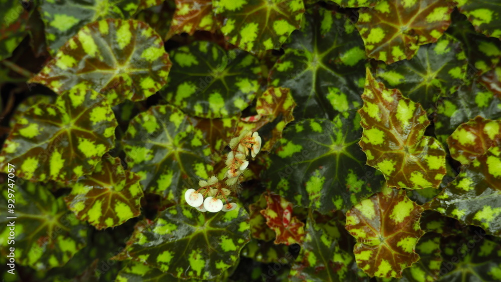 Full screen of heart shaped green leaves with marks of Begonia bowerae (eyelash begonia), with a small white flower on top of the leaf Full screen of heart shaped green leaves with marks of Begonia bowerae (eyelash begonia), with a small white flower on top of the leaf