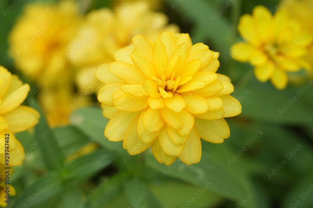 Fototapeta premium Yellow flowers green leaves for background image