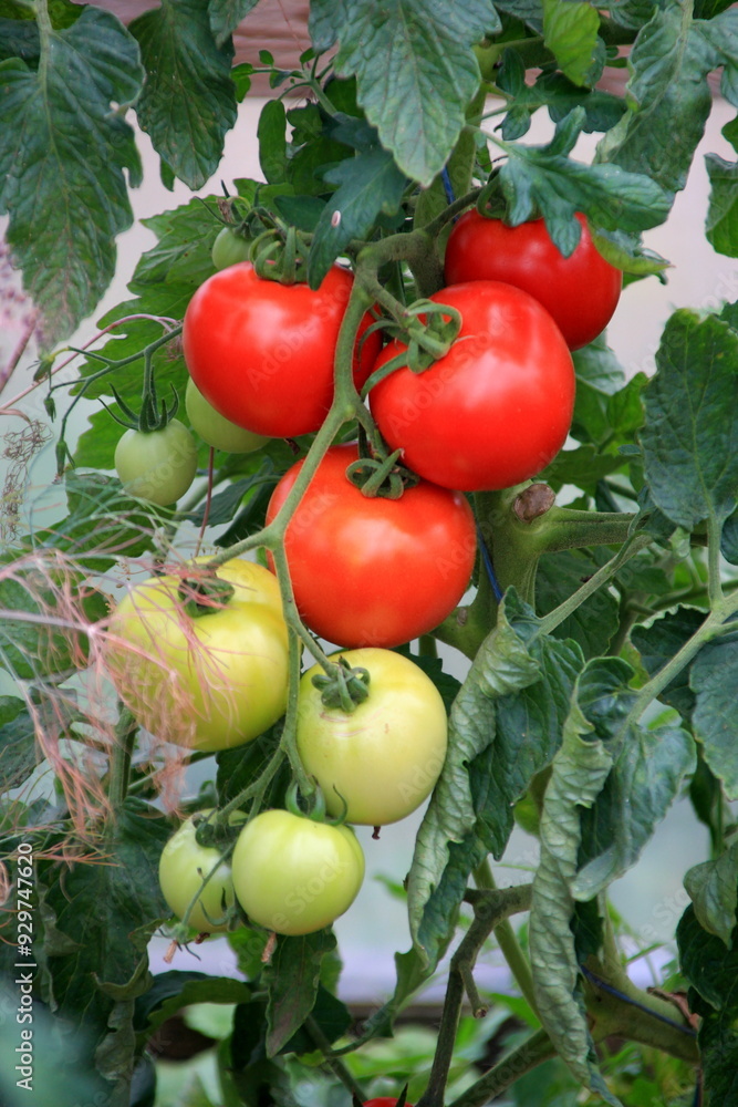 Red tomatoes in the greenhouse. Both ripe and unripe tomatoes. Red and green growing tomatoes in a greenhouse Red tomatoes in the greenhouse. Both ripe and unripe tomatoes. Red and green growing tomatoes in a greenhouse