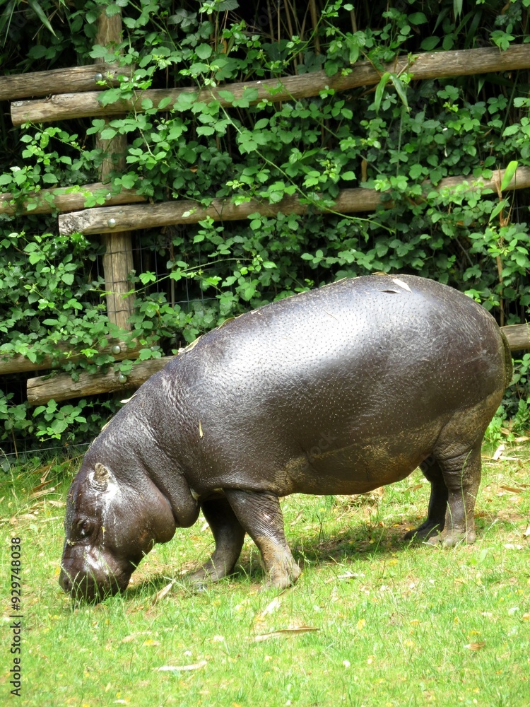 Hippopotame Hippopotame