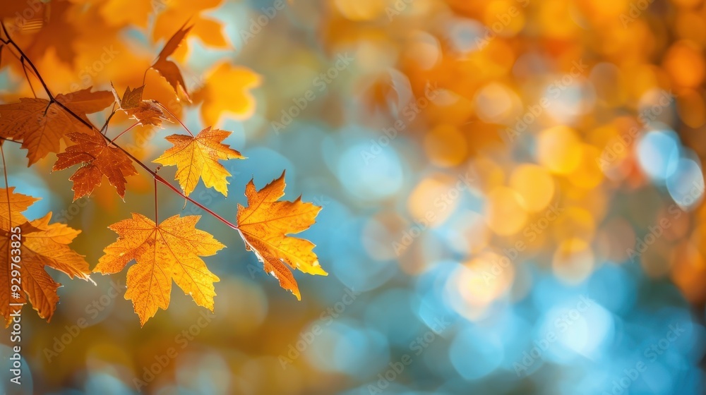 Autumn background with maple leaves and bokeh,Fall blurred background, Yellow and red maple leaves are flying and falling down. Autumnal landscape.water drop on leaf,space for text. Autumn background with maple leaves and bokeh,Fall blurred background, Yellow and red maple leaves are flying and falling down. Autumnal landscape.water drop on leaf,space for text.