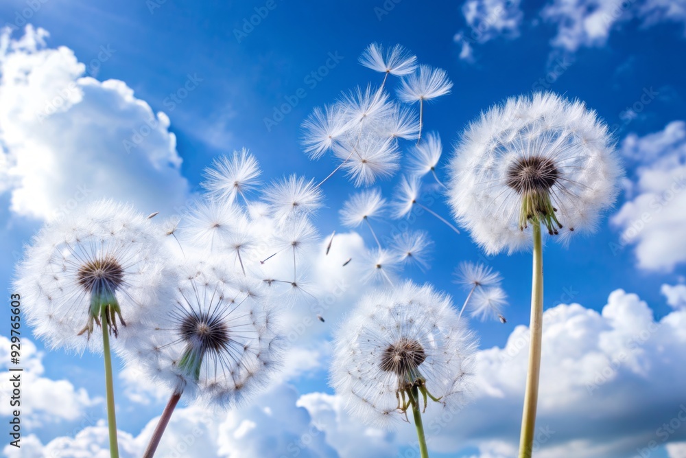 Delicate dandelion seeds dance in the gentle breeze, their feathery parachutes carrying them away, set against a bright blue sky with soft, white clouds. Delicate dandelion seeds dance in the gentle breeze, their feathery parachutes carrying them away, set against a bright blue sky with soft, white clouds.