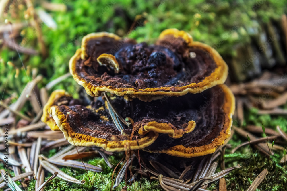 Fototapeta premium Macro - Forest - Europe, Romania, Suceava region