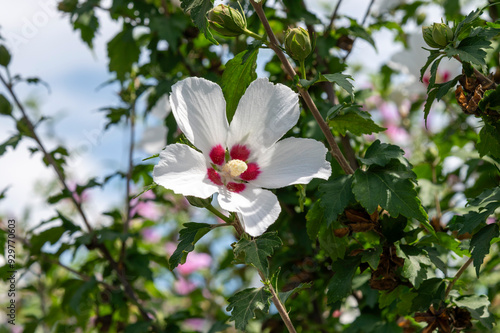 Obraz na płótnie pink and white flower w salonie