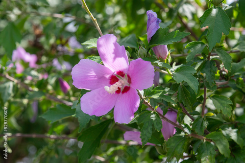 pink flowers