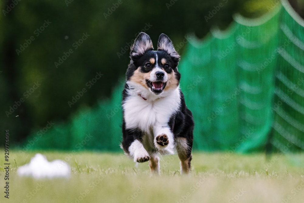 Miniature American Shepherd Mini Aussie Running Lure Course Dog Sport Miniature American Shepherd Mini Aussie Running Lure Course Dog Sport