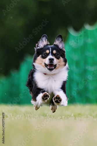 Miniature American Shepherd Mini Aussie Running Lure Course Dog Sport