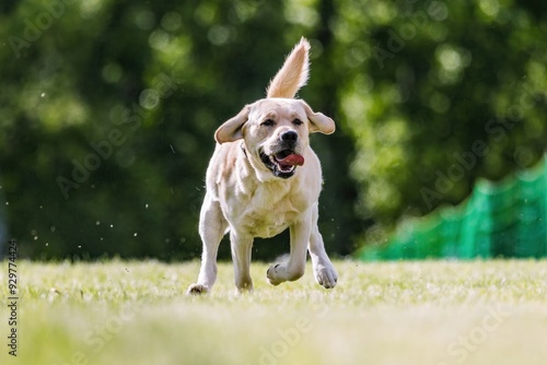 Yellow Labrador Retriever Lab Running Lure Course Dog Sport photo