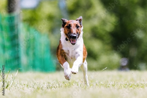 Fox Terrier Running Lure Course Dog Sport photo