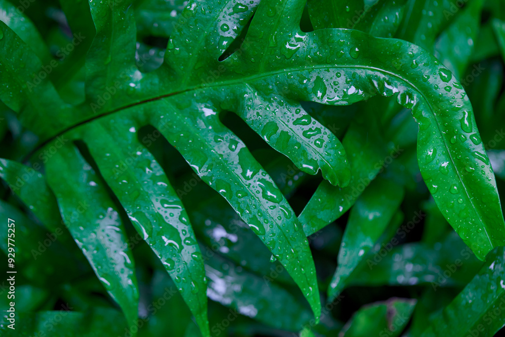 Close-up view of raindrops on fern leaf during rainy season Close-up view of raindrops on fern leaf during rainy season