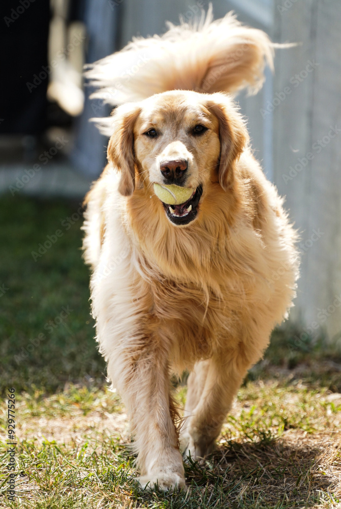 Close up Golden Retriever with a tennis ball in her mouth Close up Golden Retriever with a tennis ball in her mouth