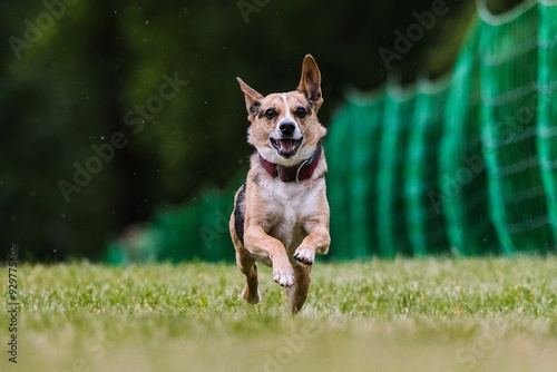 Mixed Breed Mutt Dog Running Lure Course Dog Sport photo