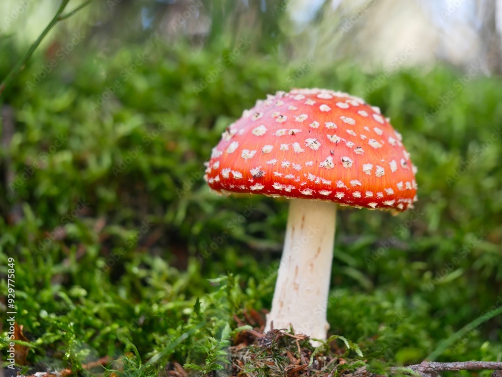single red fly agaric mushroom on moss forest ground single red fly agaric mushroom on moss forest ground