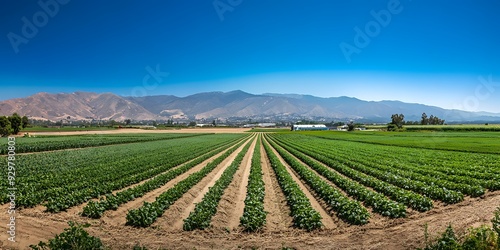 Farmland Rows with Green Crops and Mountain Views in California