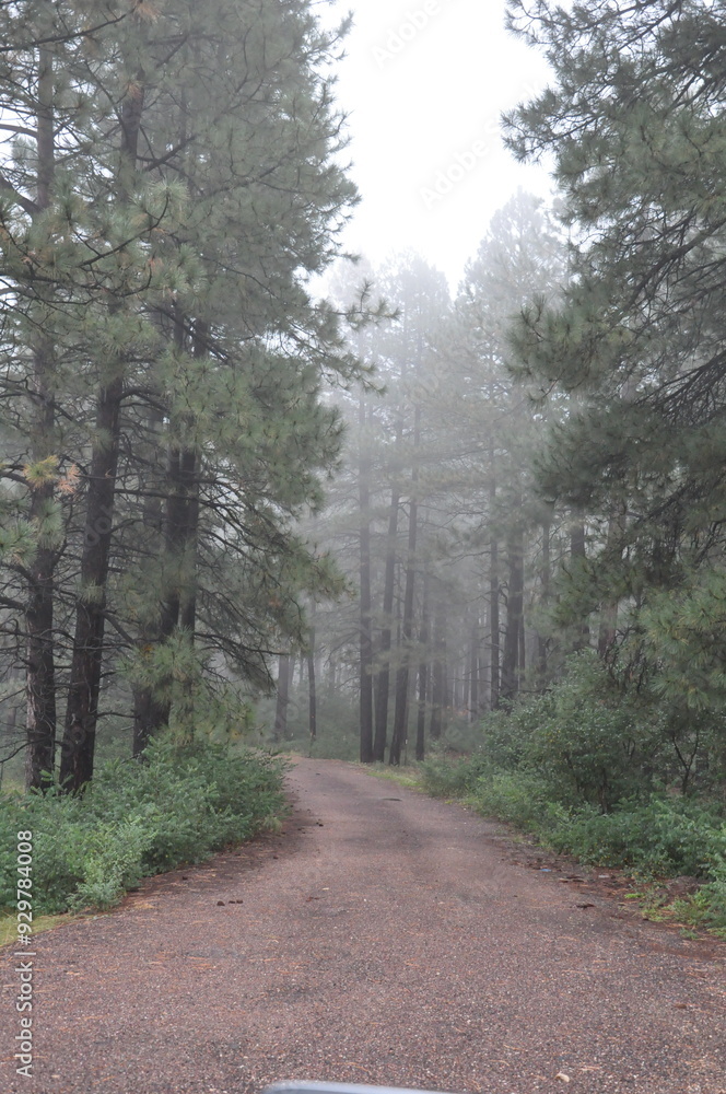 Fototapeta premium path in the forest