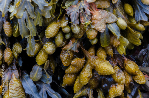 Tableau sur toile Fucus vesiculosus commomly known as Bladderwrack once used as a source for Iodin