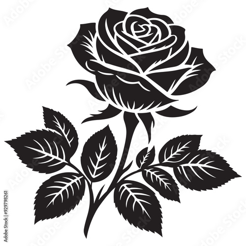 black and white rose photo