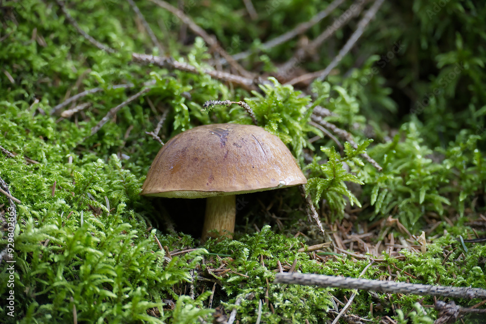 Close-up of a wild cep mushroom growing in a lush green forest surrounded by moss and foliage Close-up of a wild cep mushroom growing in a lush green forest surrounded by moss and foliage