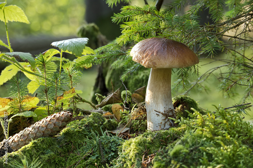 Close-up of wild boletus mushroom growing in lush forest, surrounded by moss and foliage photo