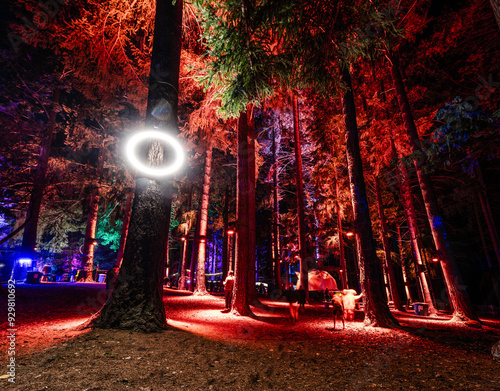 Lights in the forest
