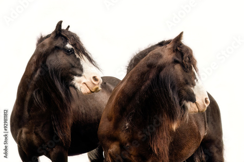 Foto Portrait of miniature tinker ponies isolated on white background