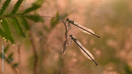 Wallpaper Mural Ważki w rosie o świcie na łące Torontodigital.ca