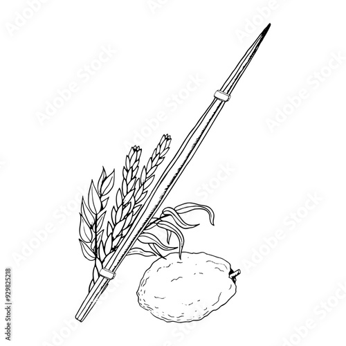 Sukkot traditional symbols line vector illustration for Netilat Lulav. Black and white four species etrog, hadass, aravah or willow and myrtle branches, citron, palm frond for Jewish holiday ritual