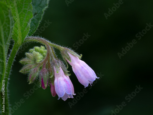 Closeupflo of flowers of Russian Comfrey (Symphytum x uplandicum) in a meadow in mid summer