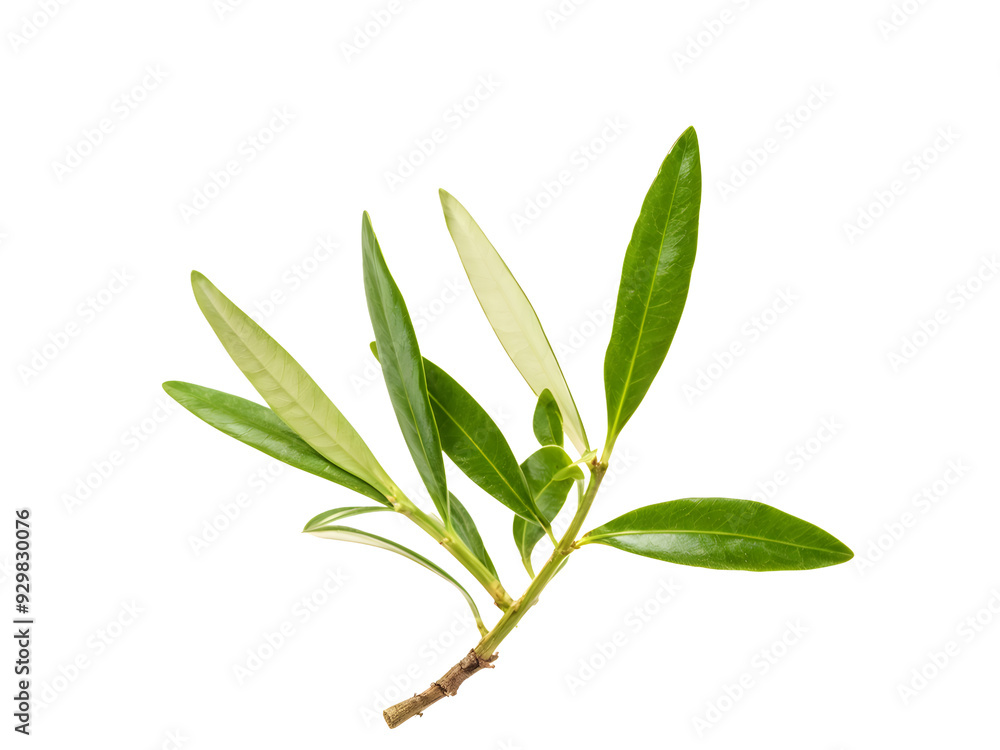Fototapeta premium fresh olive branches with leaves isolated on white background closeup