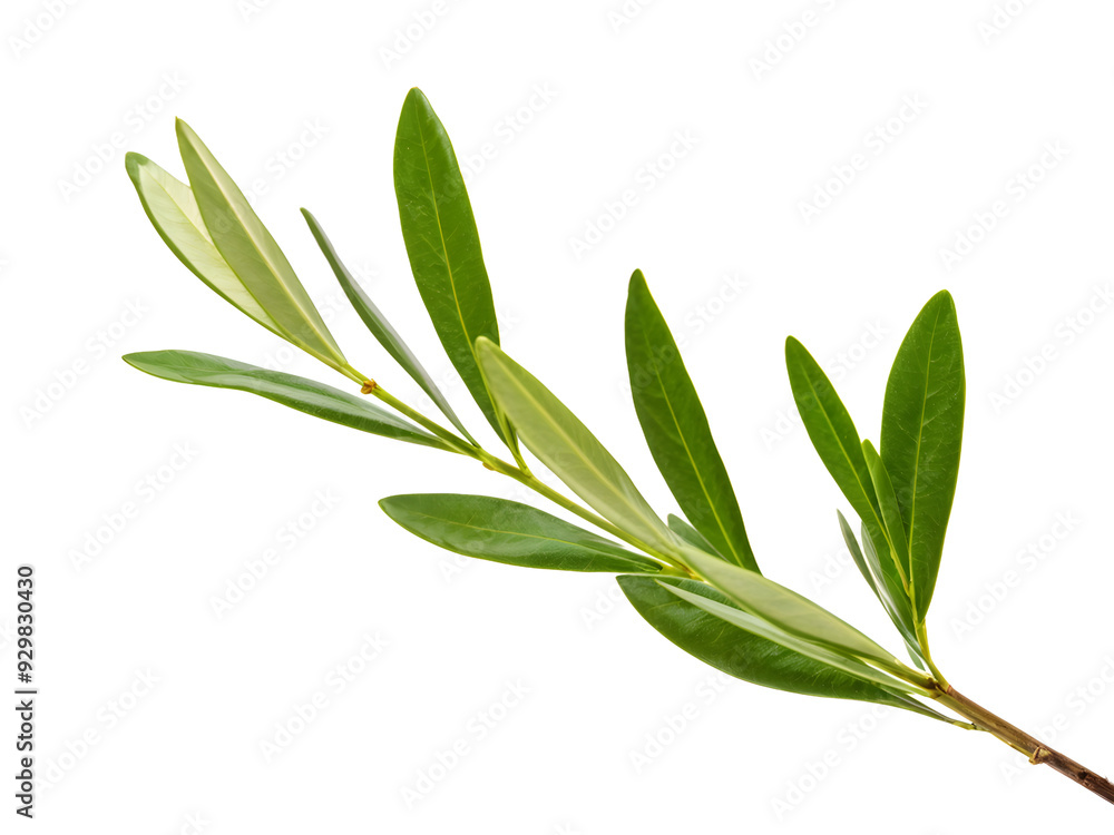 Obraz premium fresh olive branches with leaves isolated on white background closeup