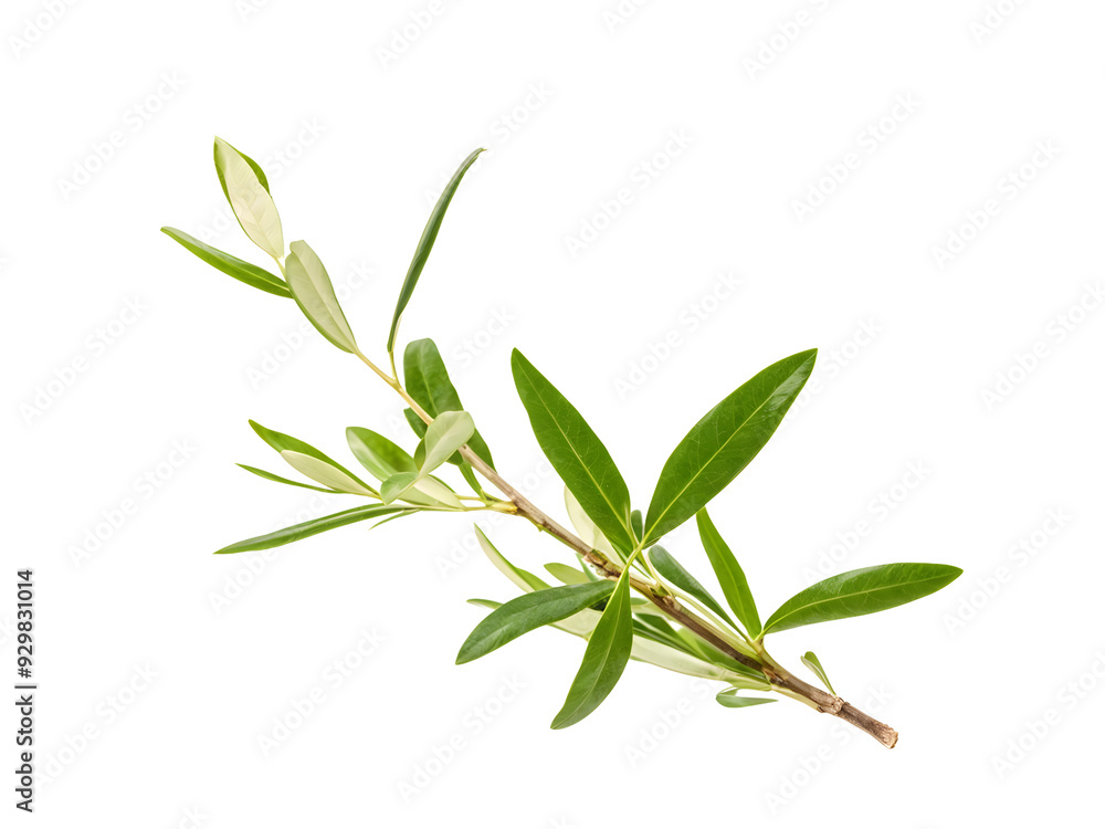 Fototapeta premium fresh olive branches with leaves isolated on white background closeup