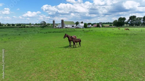 Aerial approaching shot of brown adult horse with baby on green grass field. Sunny day in summer season. American countryside with farmstead in backdrop. Food Storage silo for animals. photo