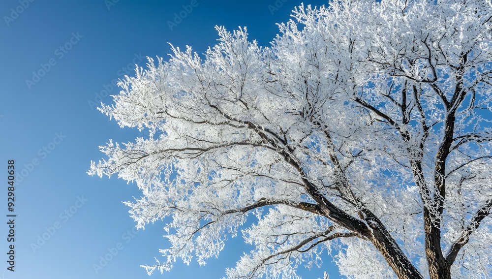 Winter Wonderland: A Frosty Tree Branch Against a Clear Blue Sky Winter Wonderland: A Frosty Tree Branch Against a Clear Blue Sky