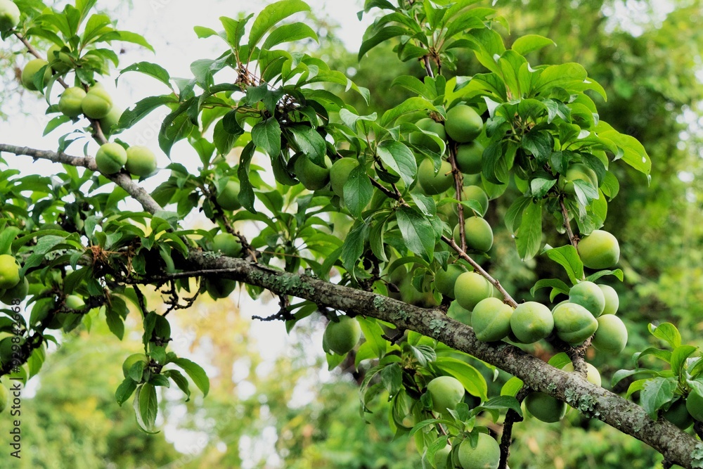 Peach fruit tree, Nainital, Kumaon, Uttarakhand, India, Asia Peach fruit tree, Nainital, Kumaon, Uttarakhand, India, Asia