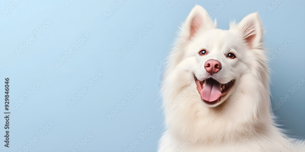 Fototapeta premium Happy white Samoyed dog on blue background. Studio photo of a Samoyed dog with open mouth on a plain background
