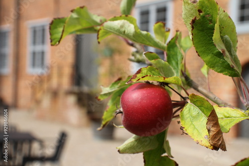 Apfel photo