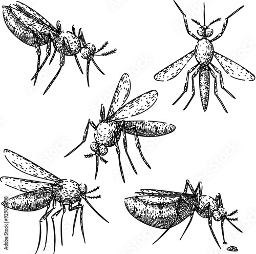 mosquito set hand drawn. malaria dengue, zika virus, insect control mosquito vector sketch. isolated black illustration
