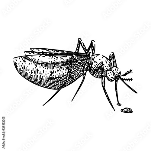 malaria mosquito hand drawn. dengue zika, virus insect, control prevention malaria mosquito vector sketch. isolated black illustration