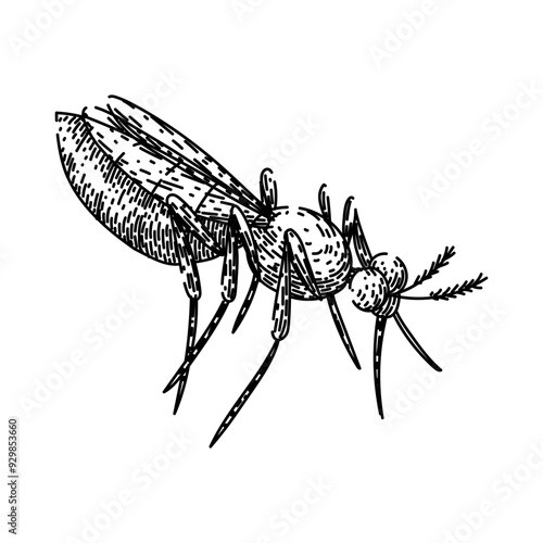 bite mosquito hand drawn. malaria dengue, zika virus, insect control bite mosquito vector sketch. isolated black illustration