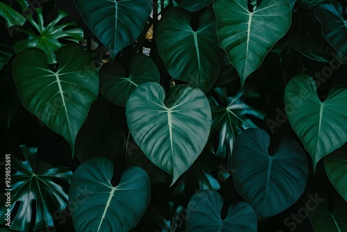 Dense green foliage with large heart shaped leaves in various shades and textures photo