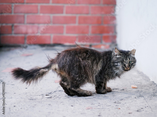 Canvas Print A tough city cat with an eye missing sits on the pavement