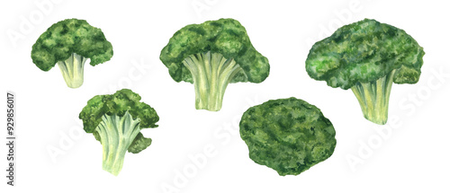 Whole ripe broccoli florets of different shapes and sizes watercolor illustration clip art. Autumn harvest of vegetables to make healthy food. Front view and top view cut uncooked broccoli set